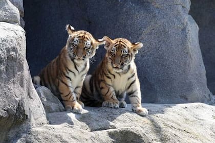 Los cachorros de tigre de Amur pesan 13 kilos y nacieron en abril de este año