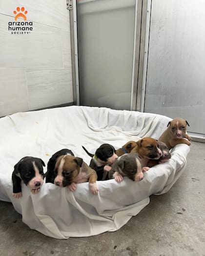 Los cachorros están saludables y crecen fuertes