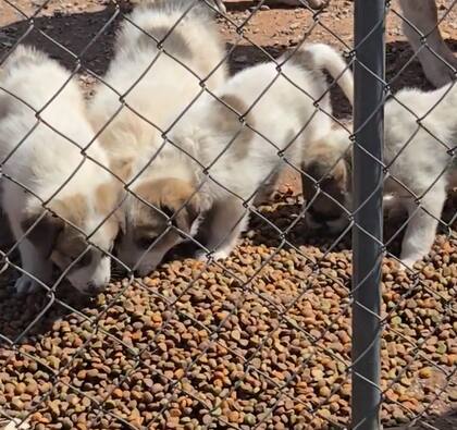 Los cachorros lograron conseguir nuevos hogares para crecer (Captura: Facebook ASAP)