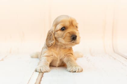 Los cachorros pueden estar solos un máximo de dos horas (Foto: Freepik)