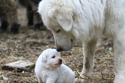 Los cachorros reciben un entrenamiento específico