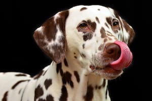 Los cachorros suelen lamer más ya que es la manera en la que descubren el mundo, y a medida que envejecen los perros suelen disminuir la frecuencia del lamido