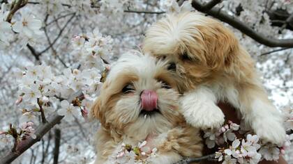 Los cachorros también disfrutan en Washington