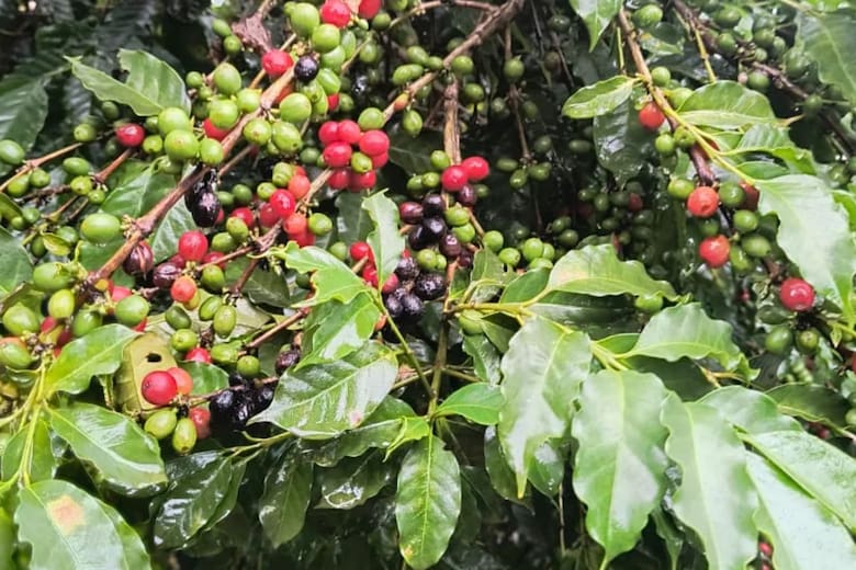 Misiones busca convertirse en potencia cafetera con ley y fondo estatal para pequeños productores