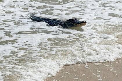 Los caimanes a veces son vistos hasta en la playa