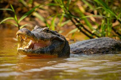Los caimanes han habitado las marismas, pantanos, ríos y lagos de Florida durante siglos y se encuentran en los 67 condados