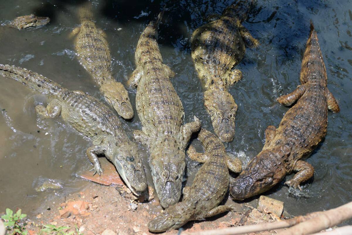 Caimanes En Rio Caimanes, el insólito obstáculo para conseguir agua en una favela de ...