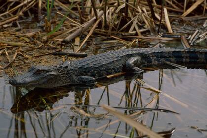 Los caimanes no atacan por naturaleza, suelen reaccionar a estímulos provocados por las personas