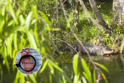 Los caimanes prefieren agua dulce, mientras que los cocodrilos se encuentran en zonas de agua salobre o salada del sur de Florida.