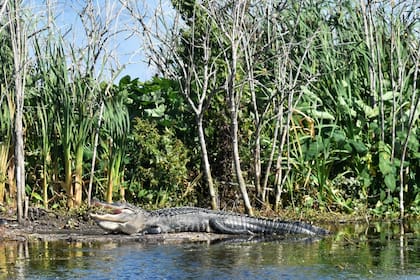 Los caimanes se pueden encontrar en pantanos, ciénagas, ríos y lagos