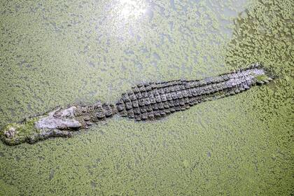 Los caimanes son parte de las especies animales nativas de Florida y se pueden encontrar en todos los condados