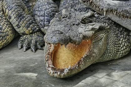 Los caimanes son populares en Florida