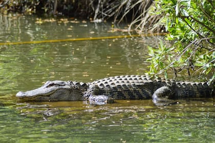 Los caimanes son una especie habitual en arroyos, estanques, pantanos y lagos poco profundos de Florida