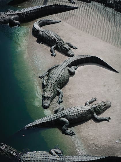 Los caimanes suelen permanecer muy cerca de la orilla cuando los humanos los alimentan