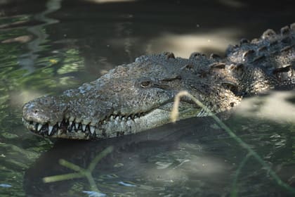 Los caimanes también fueron reportados en Nueva York