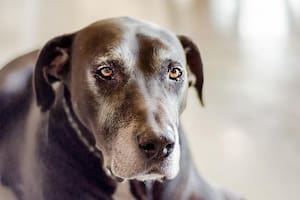 Cinco consejos de cuidado que deberías respetar en perros mayores
