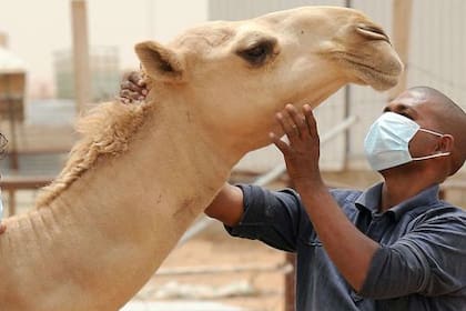 Los camellos pueden albergar el nuevo coronavirus, MERS
