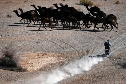 Los camellos se mueven ante el paso del argentino Franco Caimi