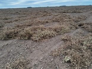 Los campos afectados están ubicados en el sur de Córdoba
