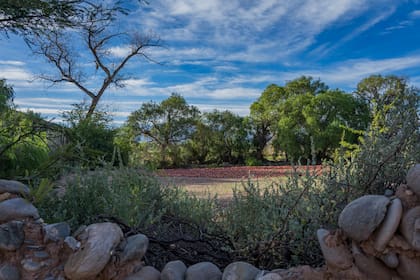 Los campos colorados sólo se pueden ver una vez al año en los altos valles calchaquíes: en otoño.