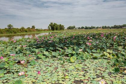 Los campos de loto se extienden en las afueras de la ciudad de Siem Reap. Hoy también se explotan comercialmente.