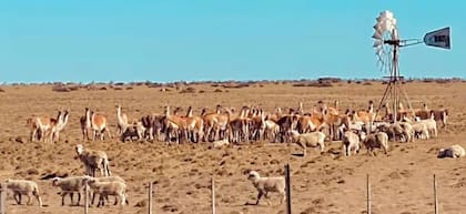 Los campos en Santa Cruz sufren la superpoblación de guanacos