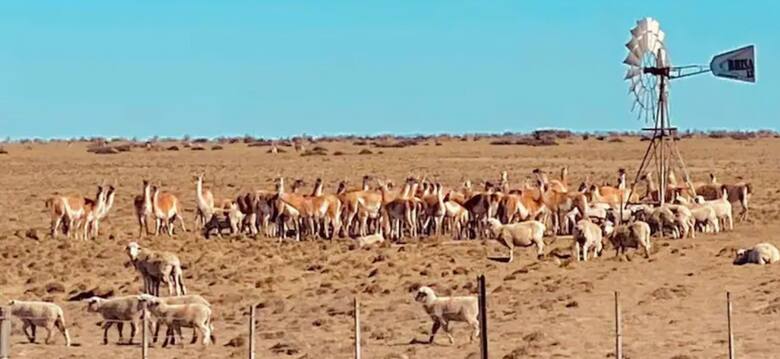Superpoblación de guanacos en Santa Cruz: el desafío para la ganadería ovina