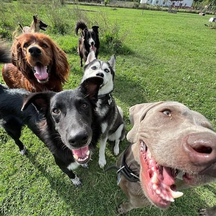 Los campos hostería canina es una de las opciones para dejar al perro en provincia de Buenos Aires. Instagram: @ los_campos_hosteria_canina_