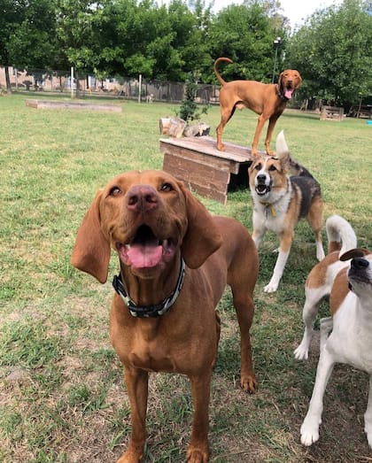 Los Campos Hostería Canina ofrece el servicio de spa a los perros. Instagram: @los_campos_hosteria_canina_