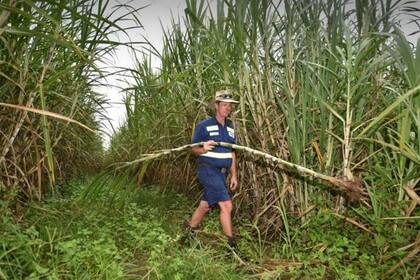 Los cañaverales de Australia tenían plagas, pero la introducción del sapo fue devastadora