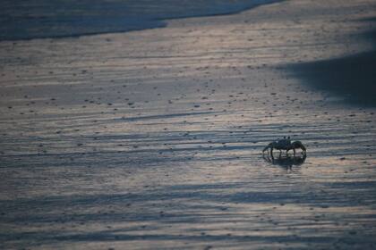Los cangrejos fantasma blancos son unos de los habitantes de las costas de St. George