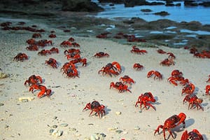 Marea roja: la isla que una vez al año es invadida por millones de cangrejos