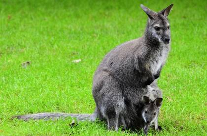 Los canguros, aunque inusuales como mascotas en Estados Unidos, pueden ser legales en algunos estados como Colorado