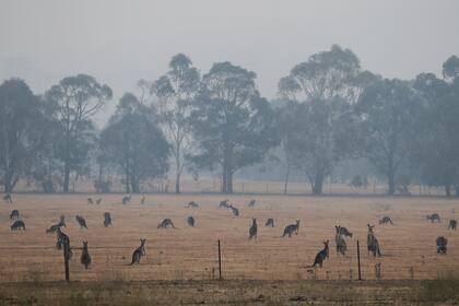 Los canguros pastan en un campo mientras el humo envuelve la capital australiana de Canberra, Australia, el 1 de enero de 2020.