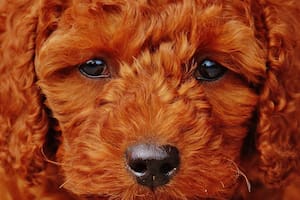 Los caniches son una de las razas más queridas por los humanos