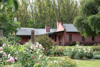 Los canteros de forma orgánica y con mucho movimiento crean sensación de amplitud. Se luce una gran variedad de rosas inglesas, son arbustivas y de colores que van del rosado intenso al rosado suave, hasta los tonos blancos. De fondo, la rosa ‘Mutabilis’.