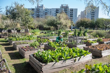 Los canteros en la huerta son elevados, realizados en madera o adoquines. Se utiliza el compost generado en el predio