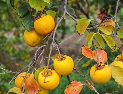 Los caquis son una fruta menos común, pero igualmente sabrosa
