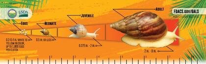 Los caracoles africanos podrían medir hasta 20 centímetros en edad adulta
