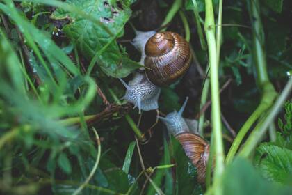 Los caracoles mantienen el ecosistema en equilibrio, pero pueden dañar las plantas de tu patio, conocé cómo controlar la plaga de forma natural