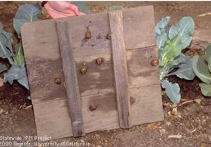 Los caracoles se esconden en sitios húmedos y donde ingresa poca luz