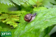 Caracoles y babosas: por qué ya no conviene combatirlos como antes