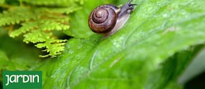 Caracoles y babosas: por qué ya no conviene combatirlos como antes
