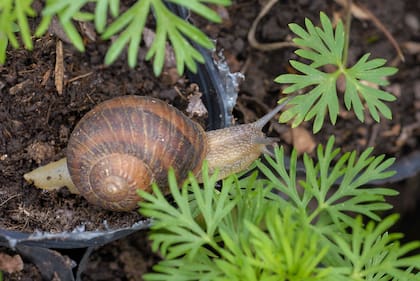 Los caracoles son una plaga capaz de sobrevivir en condiciones adversas