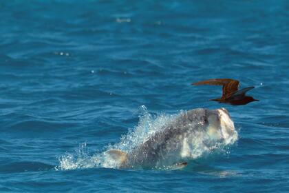 Los Caranx ignobilisse se reúnen en lagunas poco profundas para atrapar a las aves novatas mientras aprenden a volar