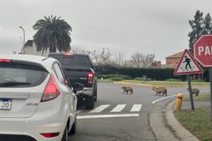 Los carpinchos cruzan la avenida troncal que une a los barrios de Nordelta y generan embotellamientos