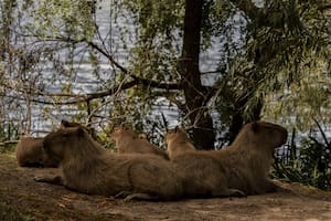 Seis fotógrafos argentinos se luce en los Premios Sony