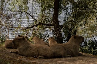 Seis fotógrafos argentinos se lucen en los Premios Sony