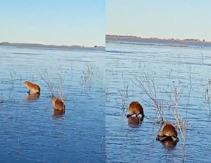 Los carpinchos que trataron de caminar sobre el agua congelada.