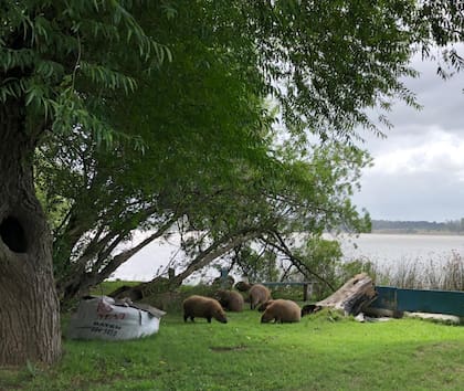 Los carpinchos se agruparon para disfrutar de la naturaleza sin la presencia de los seres humanos.